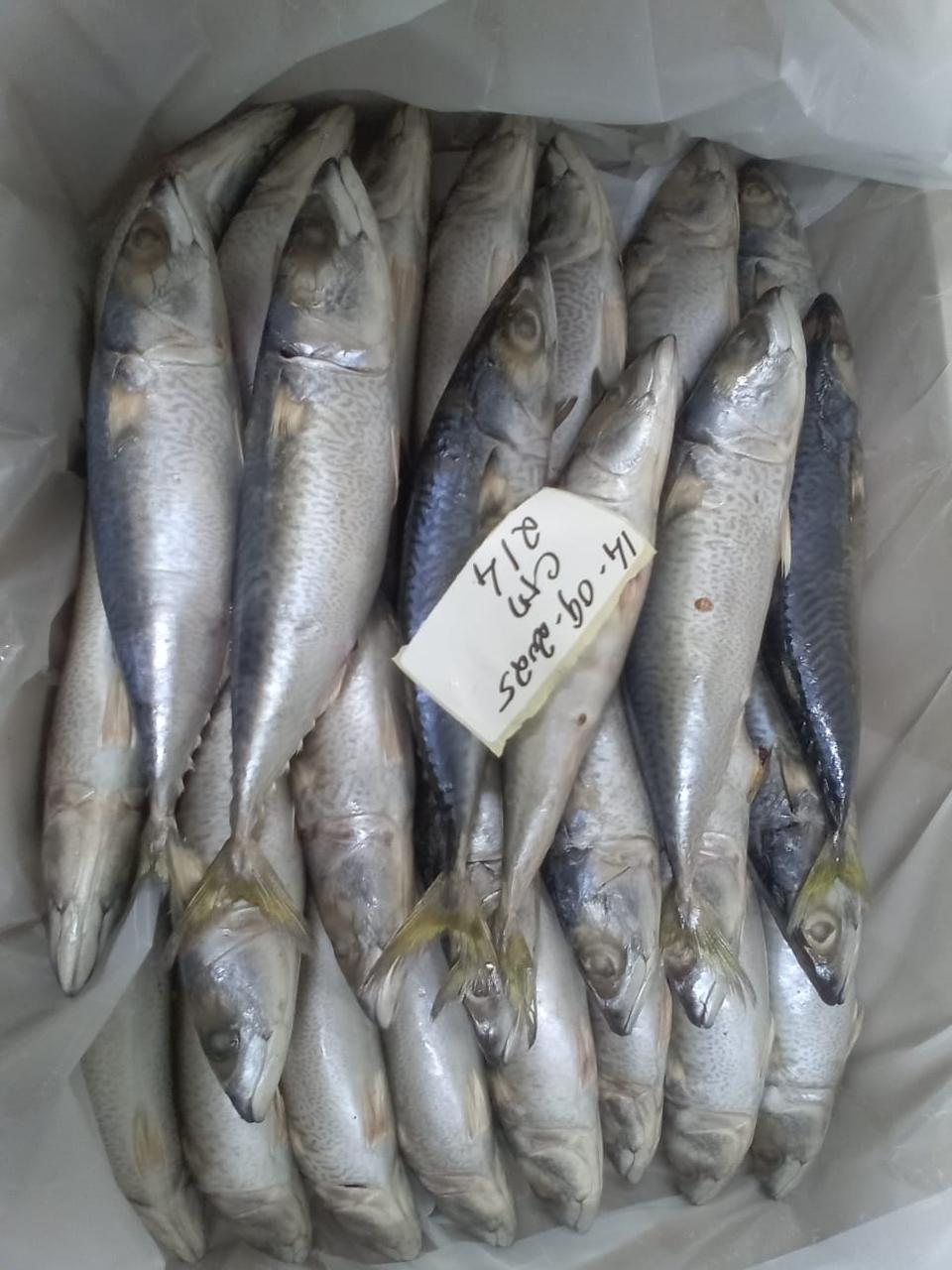 سمك شاب مايكريل